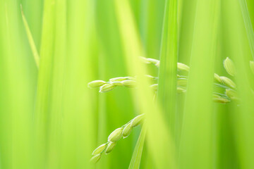 Rice ears growing in green rice fields	
