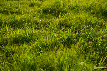Sunlit Morning Meadow Dewdrops on Lush Green Grass Blades in a Peaceful Outdoor Natural Landscape