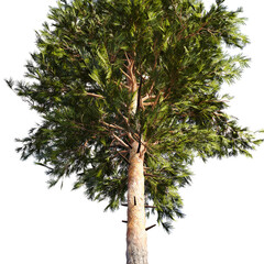 The Pine Tree Sylvestris 3d Illustration