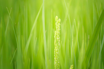 Obraz premium Rice flowers, paddy fields, summer rice cultivation 