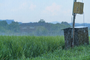 Rice fields in the rain, rice swaying in the wind