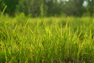 Sunlight illuminating lush green grass with dew drops in a serene meadow during a warm summer morning