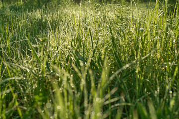 Morning Dew Drops Sparkle on Vibrant Green Grass Blades Bathed in Golden Sunlight