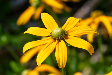 Rudbeckia hirta 'Irish Eyes' a summer autumn fall flowering plant with a yellow summertime flower commonly known as Black Eyed Susan, gardening stock photo image