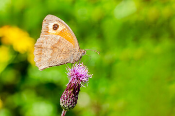 Meadow Brown Butterfly (Maniola jurtina) with its wings spread out which is a brown insect flying in spring and summer, macro nature photography of butterflies, stock photo image with copy space