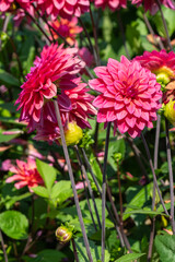 Fototapeta premium Dahlia 'American Dawn' a pink summer autumn fall flower tuber plant, gardening stock photo image 