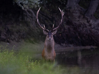 Fototapeta premium Red deer stag standing in front of camera