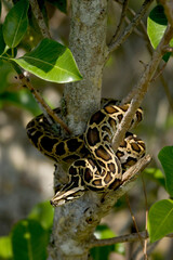 Burmese python on a tree