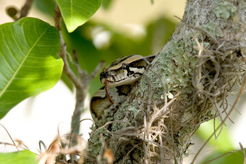 Burmese python on a tree
