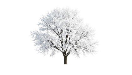 Obraz premium A bare black winter tree silhouette with branches covered by frost, isolated on transparent background