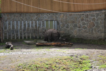 old farm equipment hippopotamus 