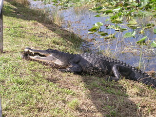 alligator in the swamp