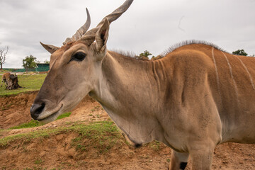 Pombia Safari Park