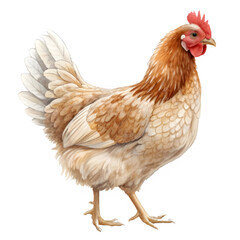 Fototapeta premium White and Brown Hen on Transparent Background, Farm Bird, Poultry, Chicken Isolated, Rural Agriculture Concept