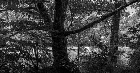 chêne en milieu naturel avec végétation 