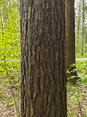 Fototapeta premium The Pine Tree Trunk Bark Photo