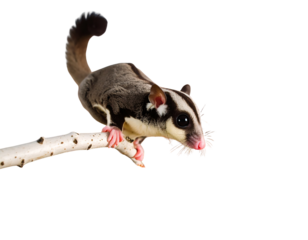 Small Sugar Glider Clinging with Tail Curled Isolated on White Background PNG