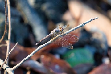 Wandering Glider in Kinabatangan Wildlife Sanctuary, Sabah, Malaysia