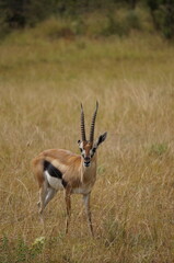 Thomson's gazelle standing in dry grassland of savannah