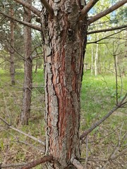 Fototapeta premium The Pine Tree Trunk Bark Photo
