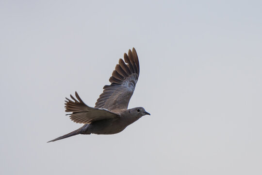 A Red Collared-Dove (Streptopelia tranquebarica) perches quietly, displaying its reddish-brown plumage and subtle neck markings.