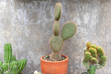 Opuntia pycnantha and other succulent or cactus plant with bare wall background