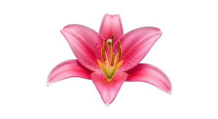 Fototapeta premium Captivating studio shot of a single, vibrant pink lily blossom isolated