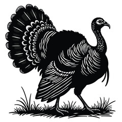 Fototapeta premium Black and white illustration of a turkey in grass bird 1