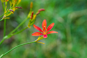 Close-up photo of a red blackberry lily (Iris domestica) flower blooming in spring.