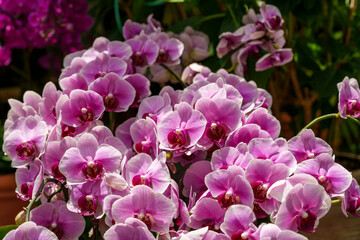 Close-up photo of a Moth Orchid (Phalaenopsis) flower in brilliant purple bloom in spring.