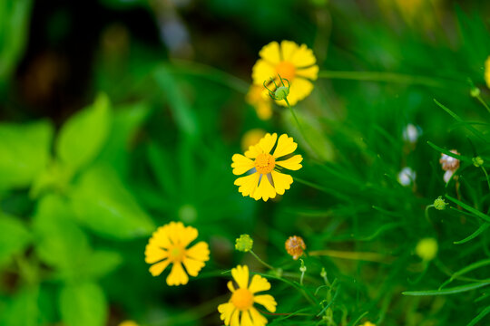 Close-up of yellow Bitterweed (Helenium amarum) flowers blooming in spring.