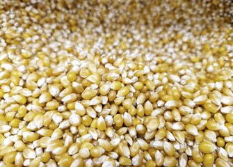Corn in a store