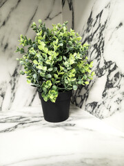 Colorful flowers in interior