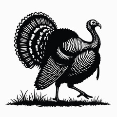 Black and white turkey walking in grass bird poultry