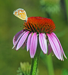 Aricia Butterfly on Pink Cone Flower copy