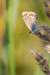 Common blue
