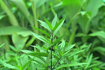 Black chicken thighs, various spices on wooden board isolated on white background, 
