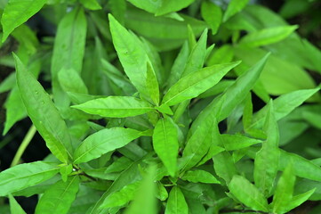 Black chicken thighs, various spices on wooden board isolated on white background, 
