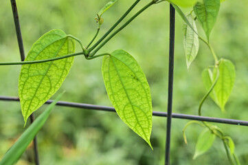 Thai herb laurel clock vine, blue trumpet vine, laurel-leaved thunbergia, Thunbergia laurifolia Lindl