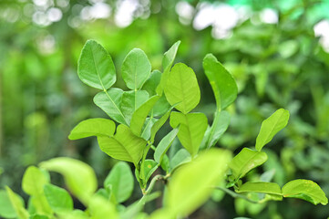 Kaffir lime tree, Bergamot and green leaf on tree.