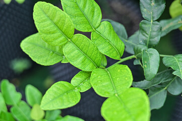 Kaffir lime tree, Bergamot and green leaf on tree.