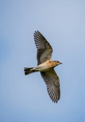 Fototapeta premium Detailed Close-up Shot of a Bird in Mid-Flight Against Clear Blue Sky