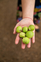 A hand holding several green walnuts in husks. High quality photo