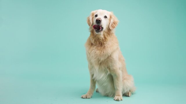 Golden retriever posing on turquoise background