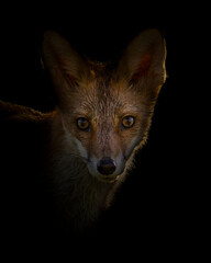 red fox portrait