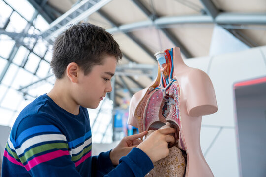 Curious boy exploring human anatomy model in science museum. Concept of biology education, medical learning, anatomy study, and STEM activities for children in modern classroom environment