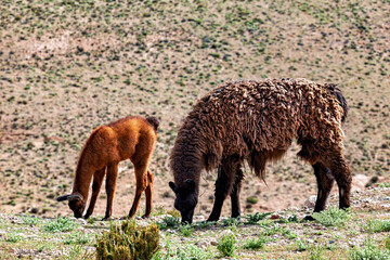 Lama in the Altiplano of Bolivia