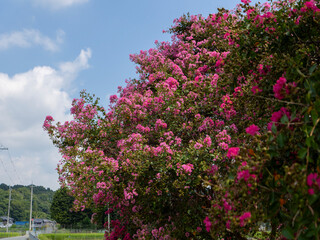 道端に咲くサルスベリの花
