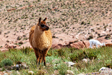 Lama in the Altiplano of Bolivia