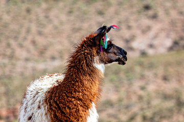 Lama in the Altiplano of Bolivia